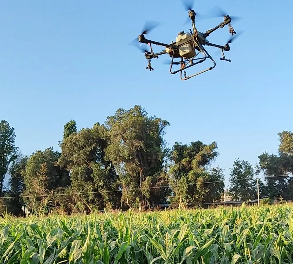 Dron fumigando insecticida en campo de maíz para control del gusano del choclo